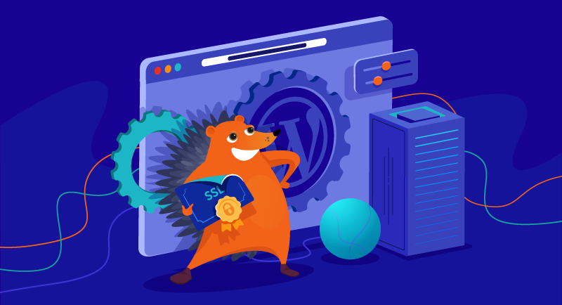 Hedgehog holding SSL certificate next to secure server and website illustration